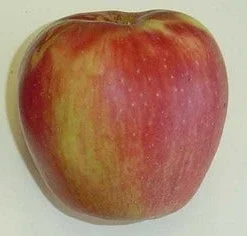 Appelboom (Malus Domestica 'Groninger Kroon') -Goedkope Tuin Kunst Winkel groninger kroon