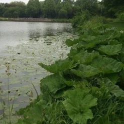 Mammoetblad (Gunnera Manicata) 15 Mammoetblad (Gunnera Manicata) -Goedkope Tuin Kunst Winkel gunnera