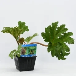 Mammoetblad (Gunnera Manicata) 20 Mammoetblad (Gunnera Manicata) -Goedkope Tuin Kunst Winkel gunnera manicata 28x28 20180412192854 2