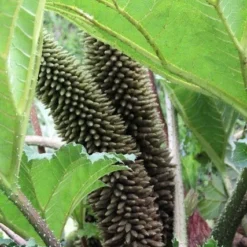 Mammoetblad (Gunnera Manicata) 16 Mammoetblad (Gunnera Manicata) -Goedkope Tuin Kunst Winkel gunnera manicata 2
