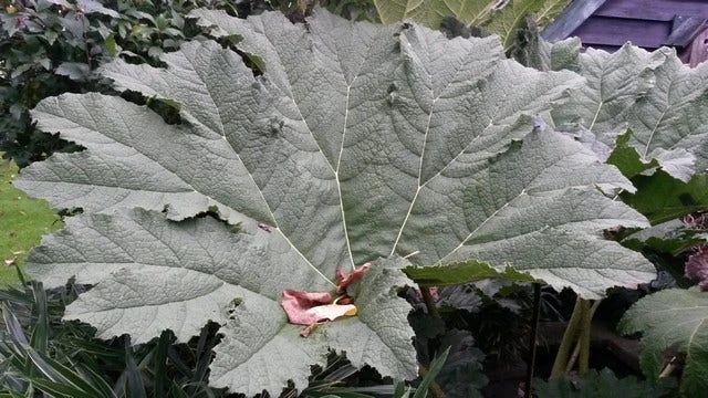 Mammoetblad (Gunnera Manicata) 3 Mammoetblad (Gunnera Manicata)