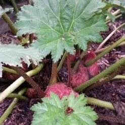 Mammoetblad (Gunnera Manicata) 18 Mammoetblad (Gunnera Manicata) -Goedkope Tuin Kunst Winkel gunnera manicata 4