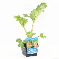 Mammoetblad (Gunnera Manicata) 21 Mammoetblad (Gunnera Manicata) -Goedkope Tuin Kunst Winkel gunnera manicata s e 13230 p18