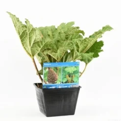 Mammoetblad (Gunnera Manicata) 22 Mammoetblad (Gunnera Manicata) -Goedkope Tuin Kunst Winkel gunnera manicata s e 13645 p28