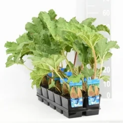 Mammoetblad (Gunnera Manicata) 23 Mammoetblad (Gunnera Manicata) -Goedkope Tuin Kunst Winkel gunnera manicata tl e 11115 p9