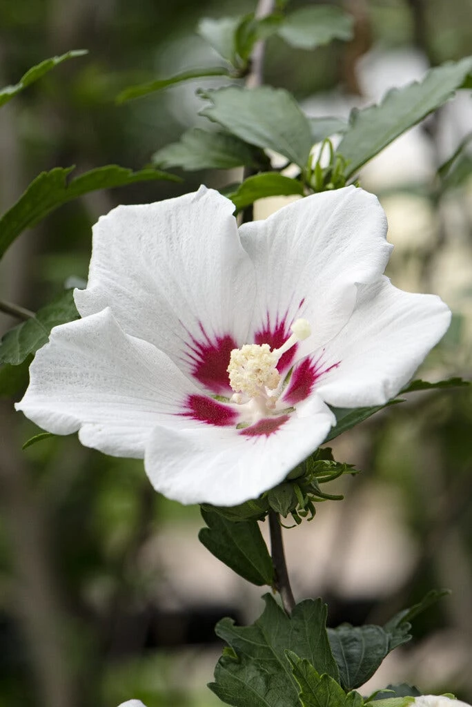 Altheastruik Als Boom (Hibiscus Syriacus 'Red Heart') 4 Altheastruik Als Boom (Hibiscus Syriacus 'Red Heart') - Afbeelding 2