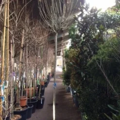 Altheastruik Als Boom (Hibiscus Syriacus 'Oiseau Blue') 13 Altheastruik Als Boom (Hibiscus Syriacus 'Oiseau Blue') -Goedkope Tuin Kunst Winkel hibiscus oiseau blue 1214 2 1