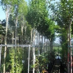 Altheastruik Als Boom (Hibiscus Syriacus 'Oiseau Blue') 10 Altheastruik Als Boom (Hibiscus Syriacus 'Oiseau Blue') -Goedkope Tuin Kunst Winkel hibiscus syriacus oiseau bleu 12 14ho cont