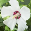 Altheastruik Als Boom (Hibiscus Syriacus 'Red Heart') -Goedkope Tuin Kunst Winkel hibiscus syriacus red heart 2