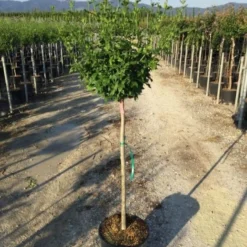 Altheastruik Als Halfstam (Hibiscus Syriacus 'Hamabo') 9 Altheastruik Als Halfstam (Hibiscus Syriacus 'Hamabo') -Goedkope Tuin Kunst Winkel hibiscushamabohalfstam02