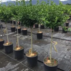 Altheastruik Als Halfstam (Hibiscus Syriacus 'Hamabo') 8 Altheastruik Als Halfstam (Hibiscus Syriacus 'Hamabo') -Goedkope Tuin Kunst Winkel hibiscushamabohalfstam03