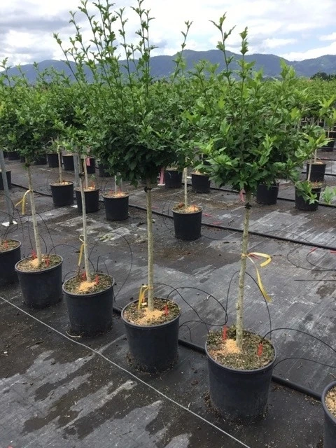 Altheastruik Als Halfstam (Hibiscus Syriacus 'Hamabo') 5 Altheastruik Als Halfstam (Hibiscus Syriacus 'Hamabo') - Afbeelding 3