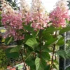 Pluimhortensia Op Stam (Hydrangea Paniculata 'Pinky Winky') -Goedkope Tuin Kunst Winkel hortensia p. pinky winky op stam 2