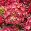 Hortensia (Hydrangea Black Diamonds Red Angel) -Goedkope Tuin Kunst Winkel hydrangea black diamonds red angel 2