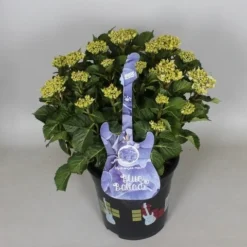Hortensia Blue Ballad (Hydrangea 'Music Collection') -Goedkope Tuin Kunst Winkel hydrangea blue ballad c5 3