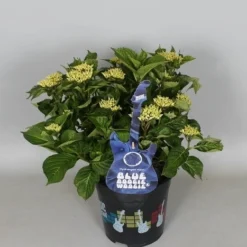 Hortensia Blue Boogiewoogie (Hydrangea 'Music Collection') 9 Hortensia Blue Boogiewoogie (Hydrangea 'Music Collection') -Goedkope Tuin Kunst Winkel hydrangea blue boogiewoogie 3 1