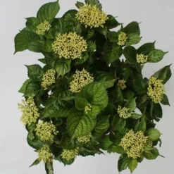 Hortensia Blue Boogiewoogie (Hydrangea 'Music Collection') 8 Hortensia Blue Boogiewoogie (Hydrangea 'Music Collection') -Goedkope Tuin Kunst Winkel hydrangea blue boogiewoogie 4 1