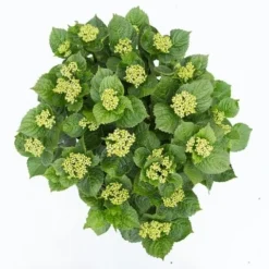 Hortensia Deep Purple Dance (Hydrangea 'Music Collection') -Goedkope Tuin Kunst Winkel hydrangea deep purple dance c5 3