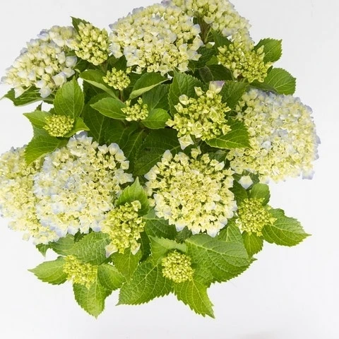 Hortensia Wit (Hydrangea 'Forever&Ever') 3 Hortensia Wit (Hydrangea 'Forever&Ever') - Afbeelding 2