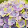 Hortensia (Hydrangea 'Magical Jewel Blue') 2 Hortensia (Hydrangea 'Magical Jewel Blue') -Goedkope Tuin Kunst Winkel hydrangea macr magical amethyst blue kopie