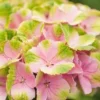 Hortensia (Hydrangea 'Magical Jewel Pink') 2 Hortensia (Hydrangea 'Magical Jewel Pink') -Goedkope Tuin Kunst Winkel hydrangea macr magical amethyst pink kopie