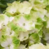 Hortensia (Hydrangea Magical Noblesse) -Goedkope Tuin Kunst Winkel hydrangea macr magical noblesse kopie