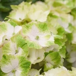 Hortensia (Hydrangea Magical Noblesse)