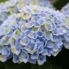Hortensia (Hydrangea Magical Revolution Blue) 1 Hortensia (Hydrangea Magical Revolution Blue) -Goedkope Tuin Kunst Winkel hydrangea macr magical revolution blue kopie