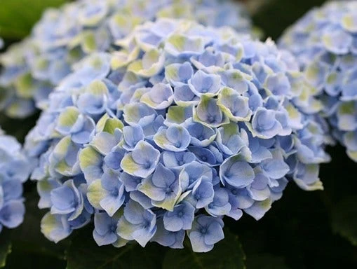 Hortensia (Hydrangea Magical Revolution Blue) 3 Hortensia (Hydrangea Magical Revolution Blue)