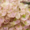 Hortensia (Hydrangea Magical Revolution Pink) 2 Hortensia (Hydrangea Magical Revolution Pink) -Goedkope Tuin Kunst Winkel hydrangea macr magical revolution pink