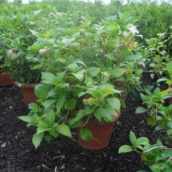 Hortensia (Hydrangea Macrophylla 'Soeur Therese') -Goedkope Tuin Kunst Winkel hydrangea macrophylla soeur therese c50