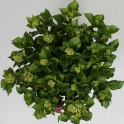 Hortensia Soft Pink Salsa (Hydrangea 'Music Collection') 12 Hortensia Soft Pink Salsa (Hydrangea 'Music Collection') -Goedkope Tuin Kunst Winkel hydrangea soft pink salsa c5 4