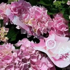 Hortensia Soft Pink Salsa (Hydrangea 'Music Collection') 11 Hortensia Soft Pink Salsa (Hydrangea 'Music Collection') -Goedkope Tuin Kunst Winkel hydrangeasoftpinksalsa01 1