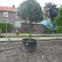 Hulst Op Stam (Ilex Aquifolium) -Goedkope Tuin Kunst Winkel ilex aquifolium halfstam 30 35