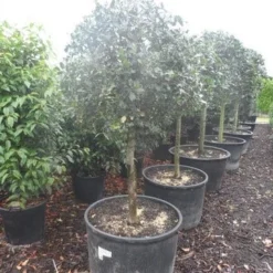 Hulst Op Stam (Ilex Aquifolium) -Goedkope Tuin Kunst Winkel ilex aquifolium halfstam c130 150