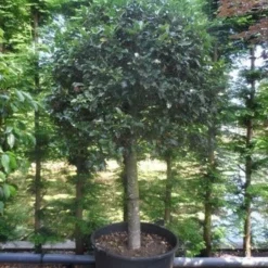 Hulst Op Stam (Ilex Aquifolium) -Goedkope Tuin Kunst Winkel ilex aquifolium halfstam c200 extra