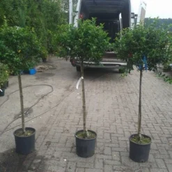 Hulst Op Stam (Ilex Aquifolium) -Goedkope Tuin Kunst Winkel ilex aquifolium op stam