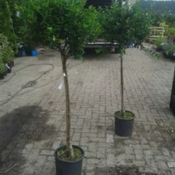 Hulst Op Stam (Ilex Aquifolium) -Goedkope Tuin Kunst Winkel ilex aquifolium op stam 2