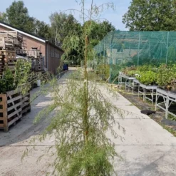 Berk (Betula Pendula 'Karaca') 7 Berk (Betula Pendula 'Karaca') -Goedkope Tuin Kunst Winkel img 20210917 wa0021