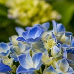 Hortensia Blue Ballad (Hydrangea 'Music Collection') -Goedkope Tuin Kunst Winkel img 1365