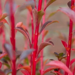 Pronkklokje (Enkianthus Campanulatus) 14 Pronkklokje (Enkianthus Campanulatus) -Goedkope Tuin Kunst Winkel img 1495