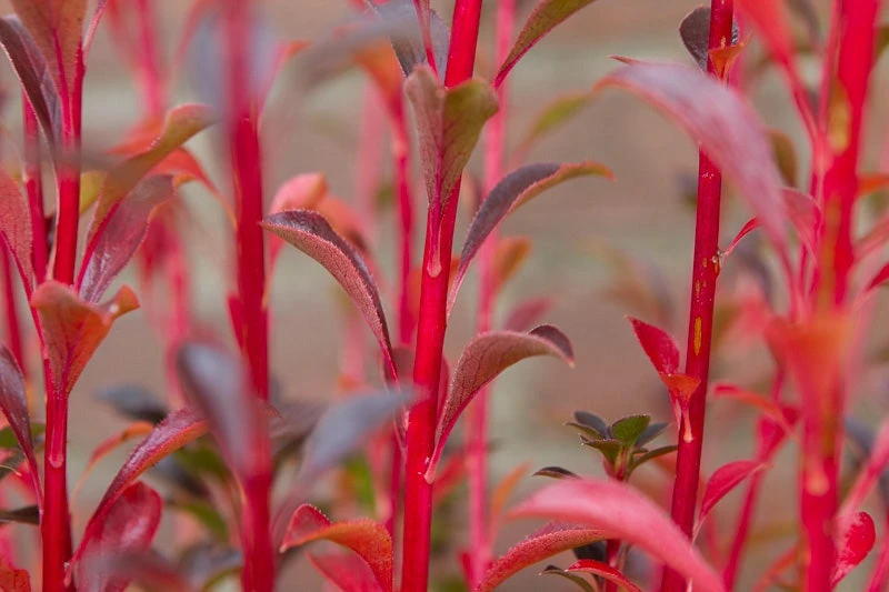 Pronkklokje (Enkianthus Campanulatus) 7 Pronkklokje (Enkianthus Campanulatus) - Afbeelding 6