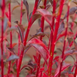 Pronkklokje (Enkianthus Campanulatus) 13 Pronkklokje (Enkianthus Campanulatus) -Goedkope Tuin Kunst Winkel img 1496