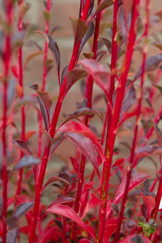 Pronkklokje (Enkianthus Campanulatus) 6 Pronkklokje (Enkianthus Campanulatus) - Afbeelding 5