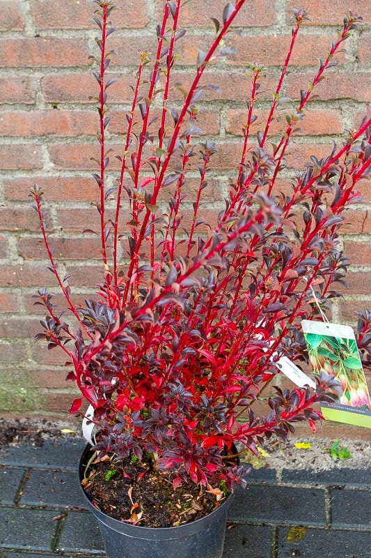 Pronkklokje (Enkianthus Campanulatus) 5 Pronkklokje (Enkianthus Campanulatus) - Afbeelding 4