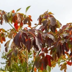 Sassafras (Sassafras Albidum) 10 Sassafras (Sassafras Albidum) -Goedkope Tuin Kunst Winkel img 1522