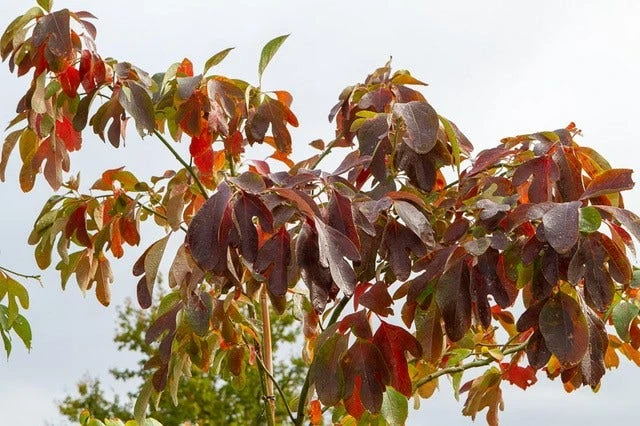 Sassafras (Sassafras Albidum) 5 Sassafras (Sassafras Albidum) - Afbeelding 3