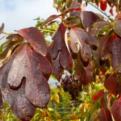Sassafras (Sassafras Albidum) 11 Sassafras (Sassafras Albidum) -Goedkope Tuin Kunst Winkel img 1524