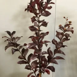 Lagerstroemia Als Halfstam (Lagerstroemia Indica 'Rhapsody In Pink') 7 Lagerstroemia Als Halfstam (Lagerstroemia Indica 'Rhapsody In Pink') -Goedkope Tuin Kunst Winkel img 2474 1 1