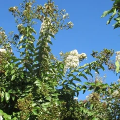 Lagerstroemia Halfstam (Lagerstroemia Indica 'Burgundy Cotton') -Goedkope Tuin Kunst Winkel img 4003